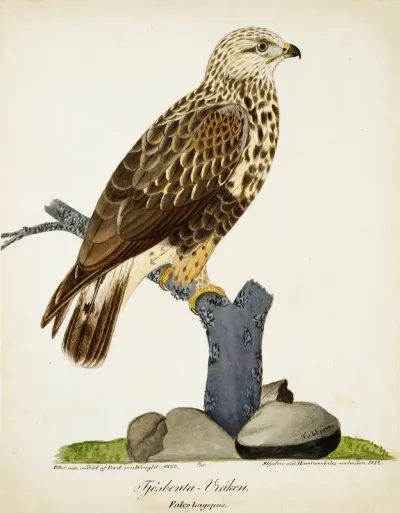 Rough Legged Buzzard