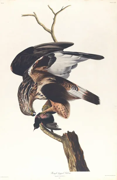 Rough Legged Falcon