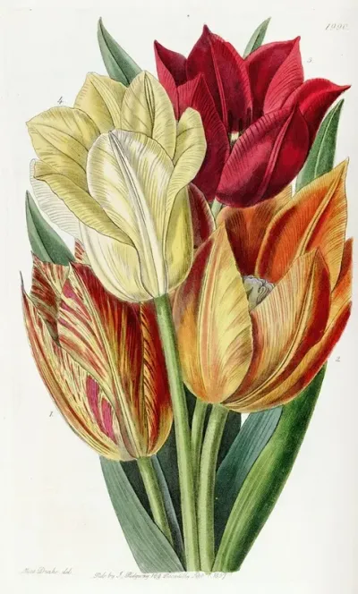 Rough Stemmed Tulip