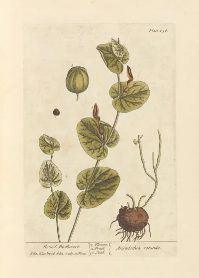 Round Birthwort