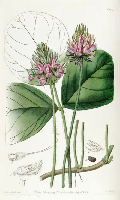 Round Leaved Psoralea