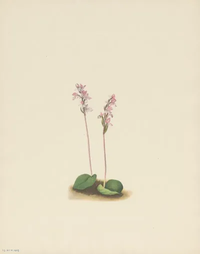 Roundleaf Orchis Orchis Rotundifolia 3