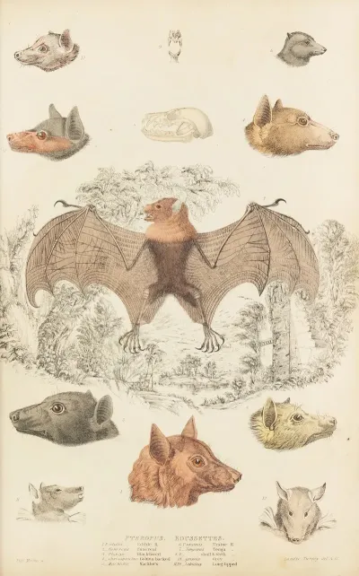Roussettes