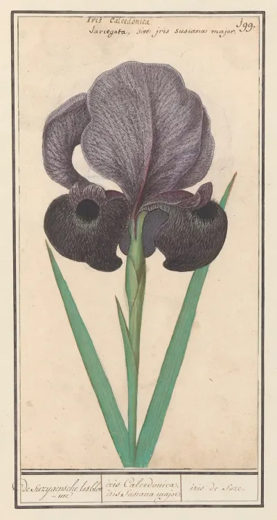 Rouw Iris Iris Susiana De Suzyaensche Lisbloeme Iris Calcedonica Iris Susiana Major Iris De Suze
