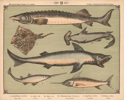 Rovfisk