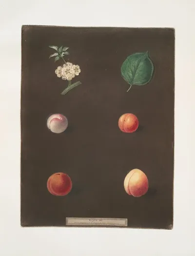 Royal Dauphin Wine Sour Prune Myrabolan And Carnation Plums