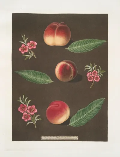 Royal George Royal Charlotte And The French Mignonne Or Minion Peaches