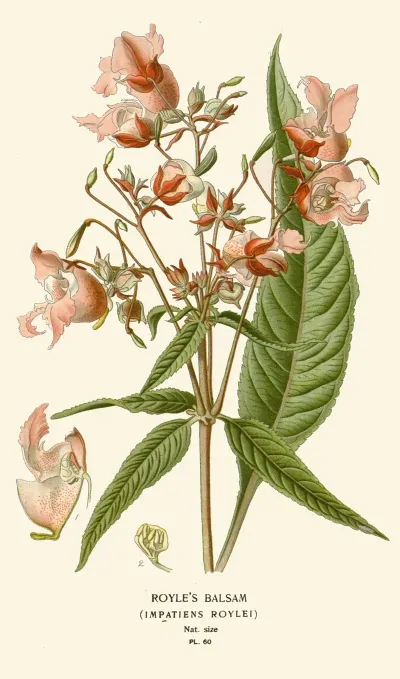 Royles Balsam