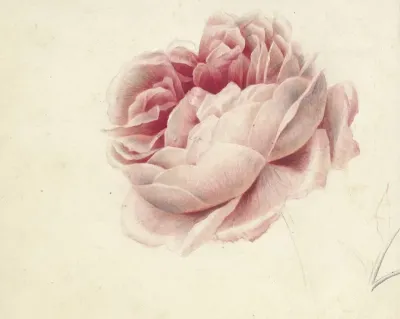 Roze Roos