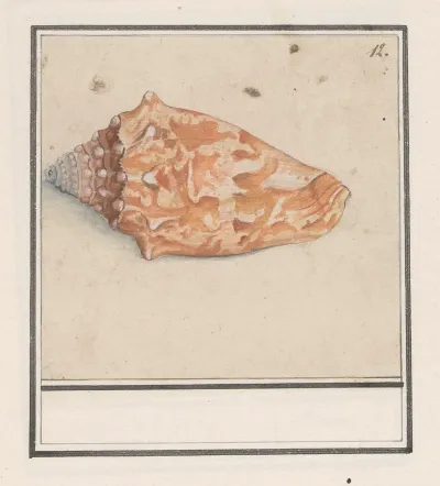 Roze Vleugelhoorn Strombus Gigas