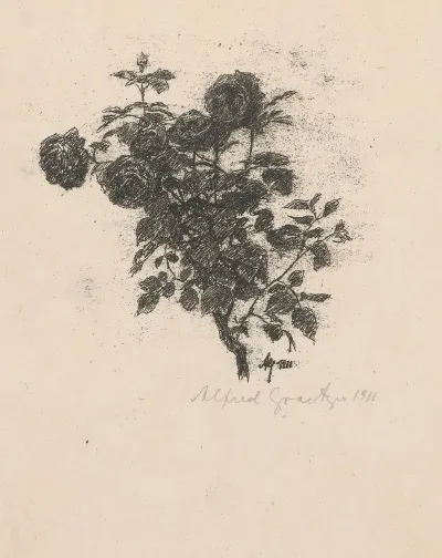 Roze