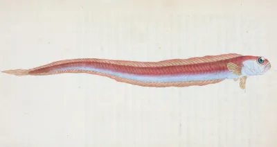 Rubescent Band Fish Cepola Rubescens