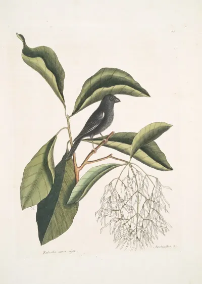Rubicilla Minor Nigra The Little Black Bullfinch Amelanchier C The Fringe Tree
