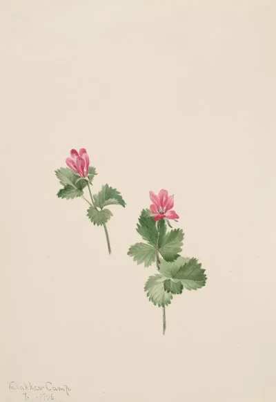 Rubus Articus