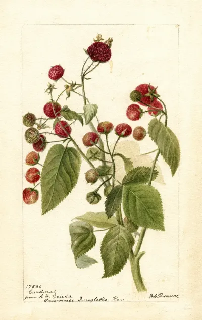 Rubus Cardinal