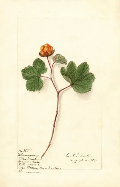 Rubus Chamaemorus