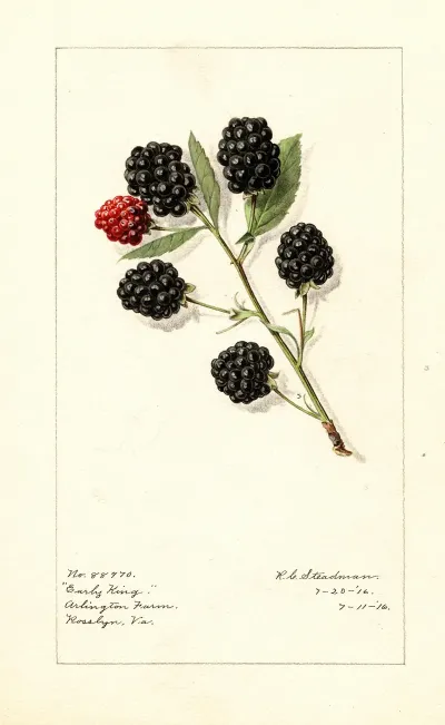 Rubus Early King