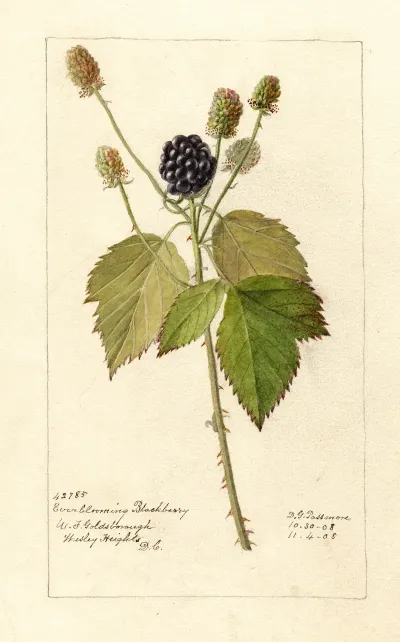 Rubus Everblooming