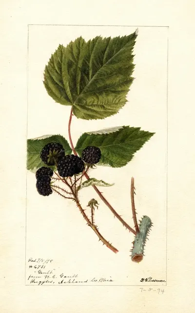 Rubus Gault
