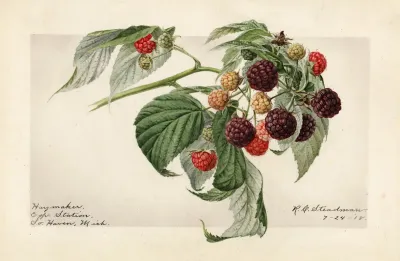 Rubus Haymaker