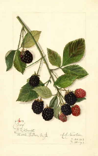 Rubus Joy