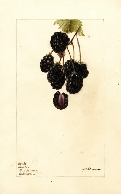 Rubus Lawton