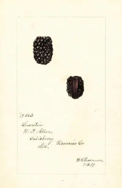 Rubus Lucretia