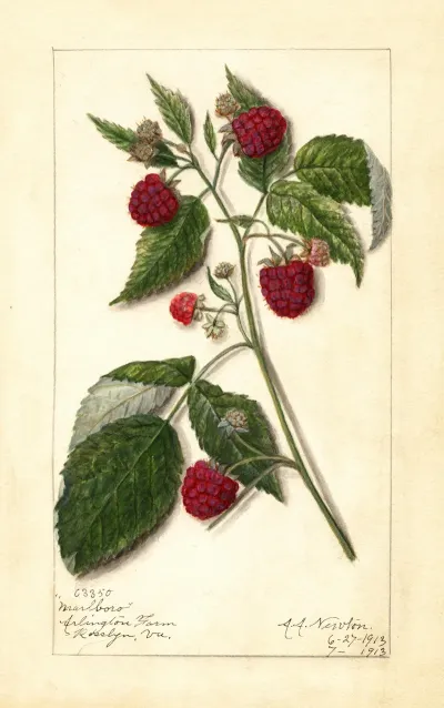 Rubus Marlboro