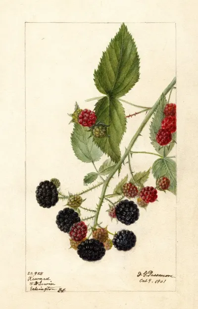 Rubus Reward