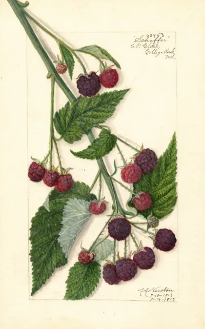 Rubus Schaffer