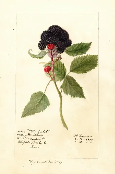 Rubus Winfield