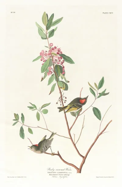 Ruby Crowned Wren