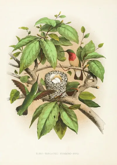 Ruby Throated Humming Bird