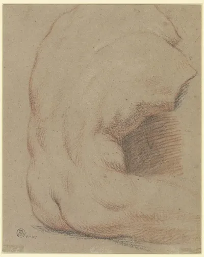 Ruckenansicht Eines Mannlichen Torso Torso Vom Belvedere