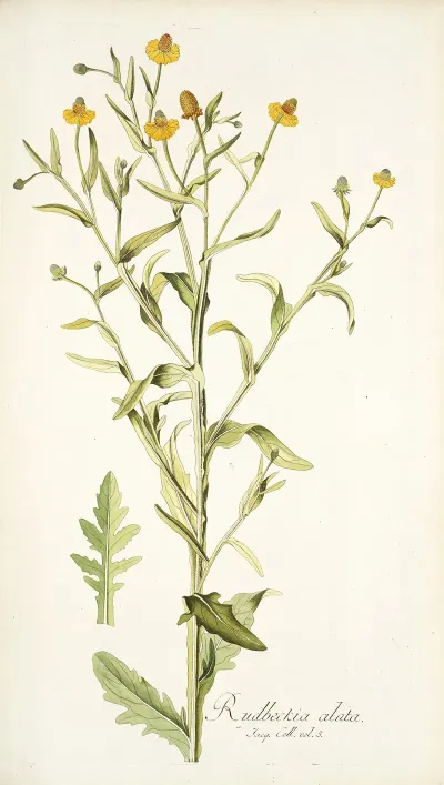 Rudbeckia Alata
