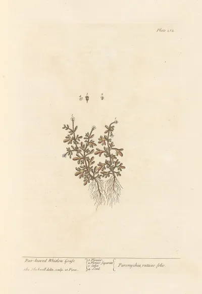 Rue Leaved Whitlon Grass