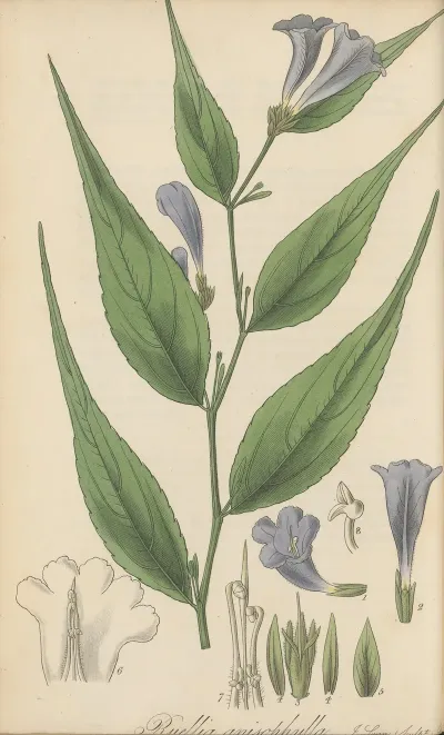 Ruellia Anisophylla