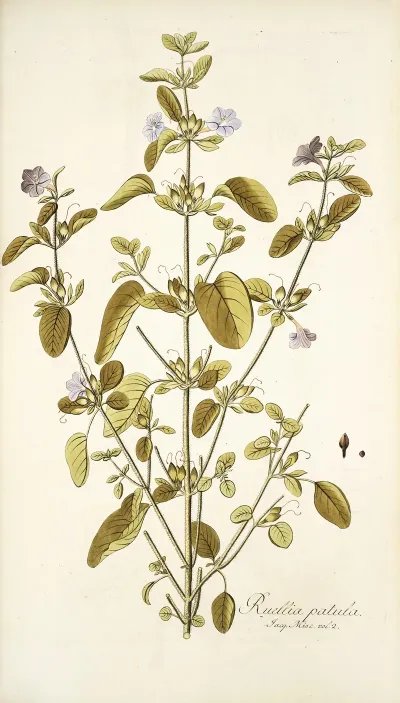 Ruellia Patula