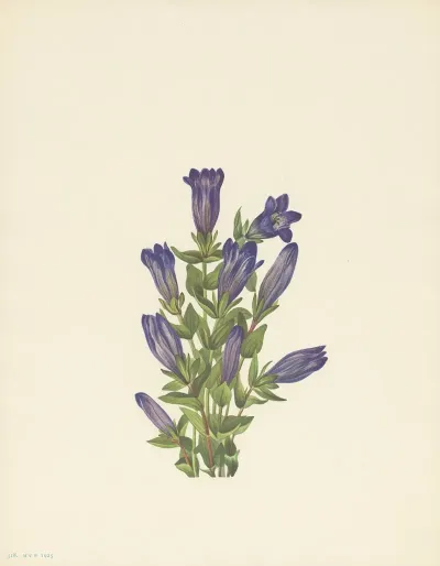 Ruff Gentian Gentiana Calycosa 2