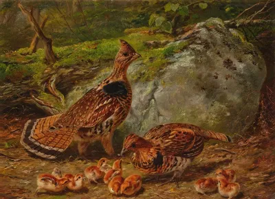 Ruffed Grouse 3