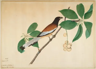Rufous Treepie And Caterpillar On Branch