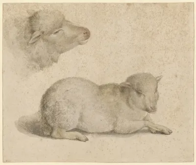 Ruhendes Lamm Und Kopf Eines Lammes
