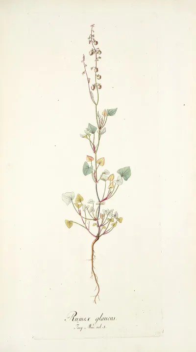 Rumex Glaucus