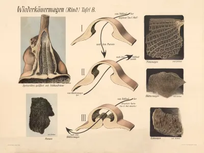 Ruminant Stomach Cattle