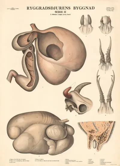 Ruminants Stomach Udder Horns