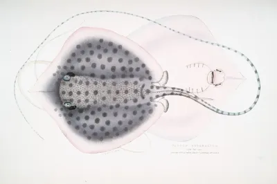 Russells Sting Ray Trygon Russellii