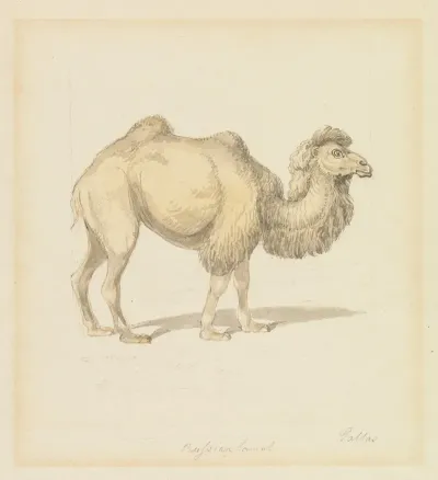 Russian Camel
