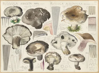 Russula Adusta Russula Albonigra