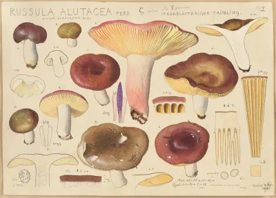 Russula Alutacea Pers 2