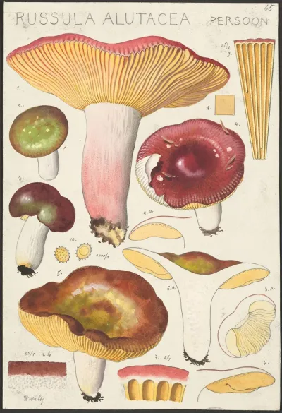Russula Alutacea Persoon